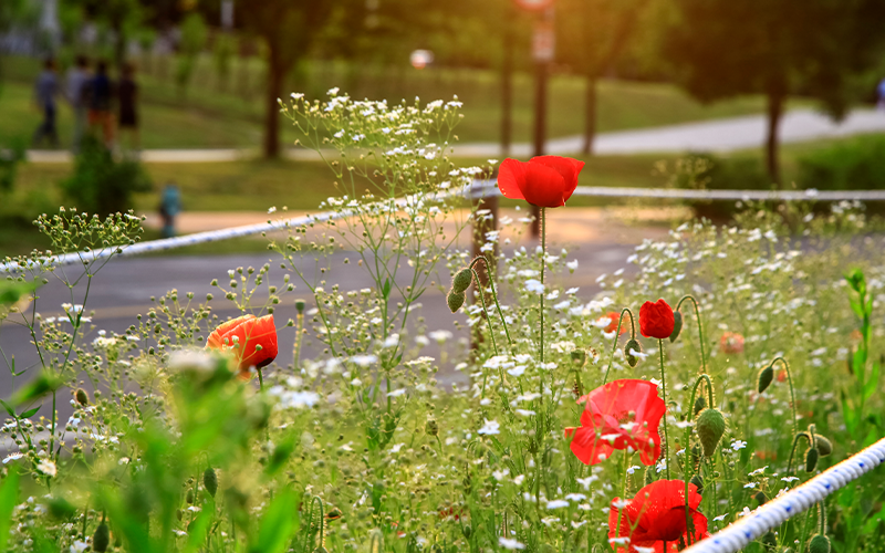 las-amapolas-rojas-florecen-en-el-parque